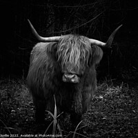 Buy canvas prints of Highland Cow in the Forest by Ross McNeillie