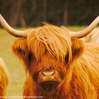 Buy canvas prints of Highland Cattle by Ross McNeillie