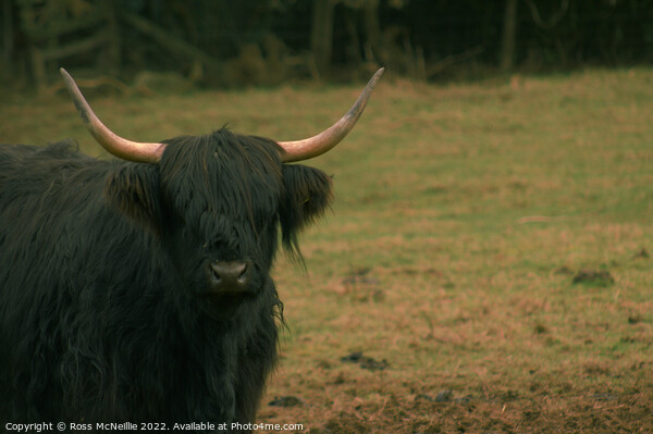 A Black Highland Cow Picture Board by Ross McNeillie
