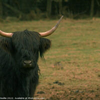 Buy canvas prints of A Black Highland Cow by Ross McNeillie
