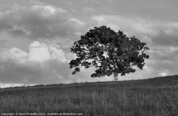 A lone Ash Tree Picture Board by Ross McNeillie