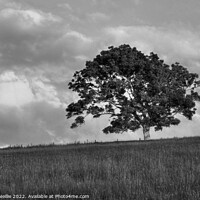 Buy canvas prints of A lone Ash Tree by Ross McNeillie