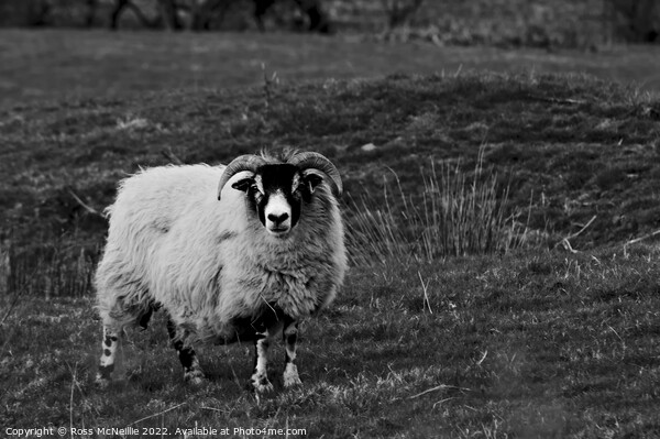 Sheep in Monochrome Picture Board by Ross McNeillie