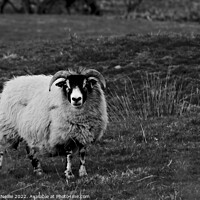 Buy canvas prints of Sheep in Monochrome by Ross McNeillie