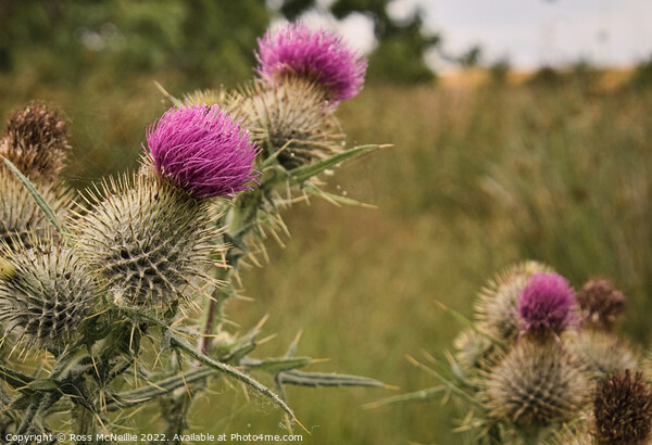 Scottish Thistle Picture Board by Ross McNeillie