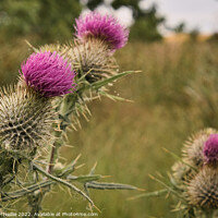 Buy canvas prints of Scottish Thistle by Ross McNeillie