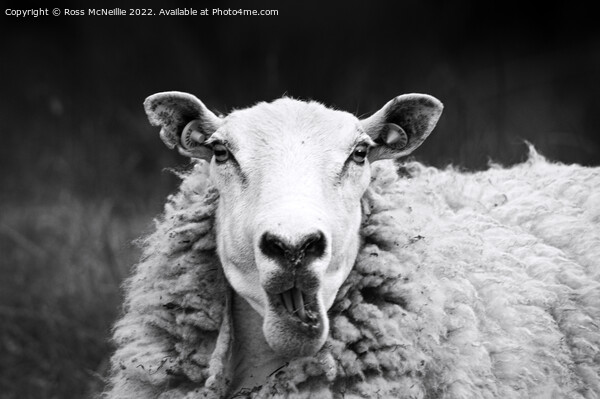 Talking Sheep Picture Board by Ross McNeillie