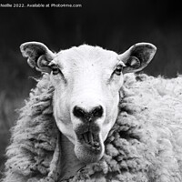 Buy canvas prints of Talking Sheep by Ross McNeillie