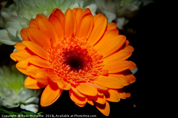 Vibrant Orange Gerbera Picture Board by Ross McNeillie