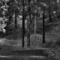 Buy canvas prints of A Woodland Walk by Ross McNeillie