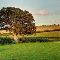 Buy canvas prints of Trees and Hedgelines by Ross McNeillie
