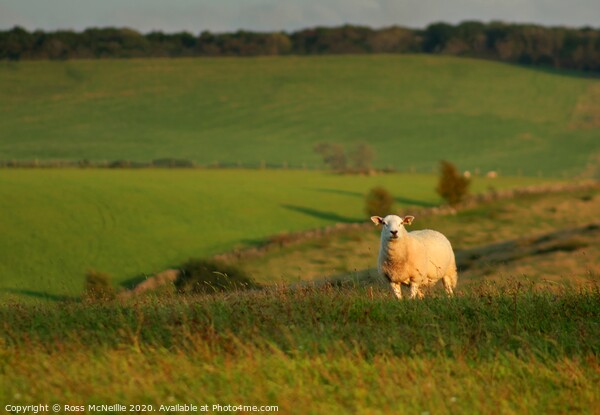 September Sunset Sheep Picture Board by Ross McNeillie