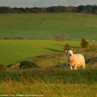 Buy canvas prints of September Sunset Sheep by Ross McNeillie