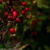 Buy canvas prints of Scarlet Gems of Autumn by Ross McNeillie
