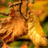 Buy canvas prints of Autumn Leaf by Ross McNeillie