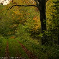 Buy canvas prints of Autumn Trail by Ross McNeillie