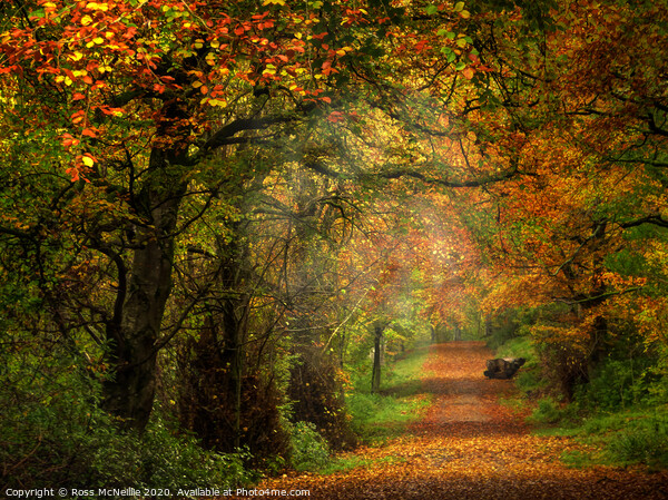 Enchanting Autumn Pathway Picture Board by Ross McNeillie