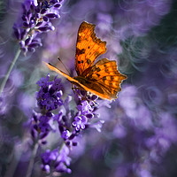 Buy canvas prints of Butterfly on lavender flowers. by Karina Knyspel