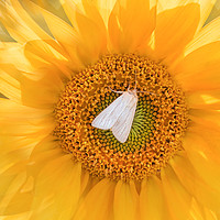 Buy canvas prints of A moth on a sunflower. by Karina Knyspel