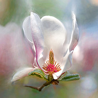 Buy canvas prints of Magnolia flower. by Karina Knyspel