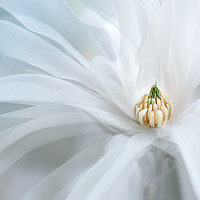 Buy canvas prints of Beautiful white magnolia star, Magnolia stellata.  by Karina Knyspel