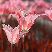 Buy canvas prints of Pink tulips in the garden. by Karina Knyspel