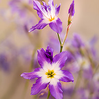 Buy canvas prints of Violet, tiny flowers (Leucocoryne) in the sunshine by Karina Knyspel
