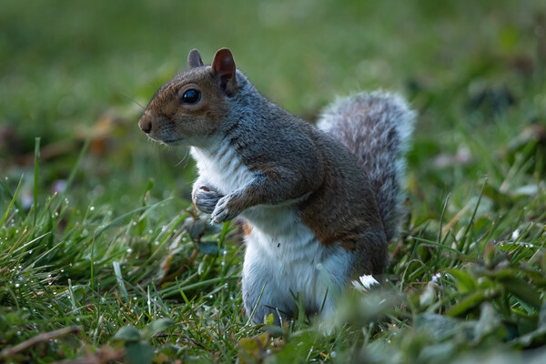 Grey squirrel  Picture Board by Dorringtons Adventures