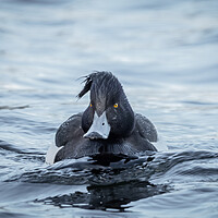 Buy canvas prints of tufted duck by Dorringtons Adventures