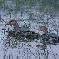Buy canvas prints of Family of geese by Dorringtons Adventures