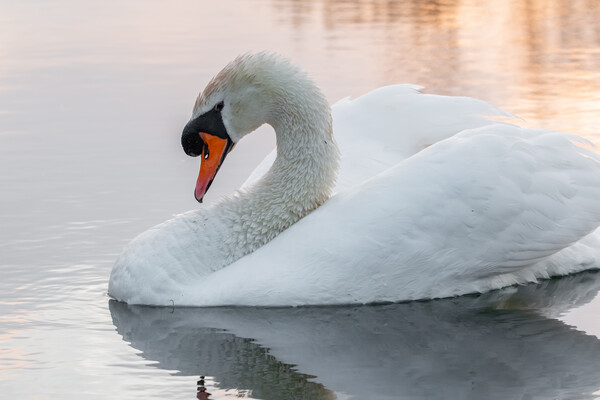Swan on golden lake  Picture Board by Dorringtons Adventures