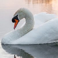 Buy canvas prints of Swan on golden lake  by Dorringtons Adventures