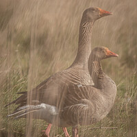 Buy canvas prints of Geese through reeds by Dorringtons Adventures