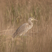 Buy canvas prints of Heron through the reeds by Dorringtons Adventures