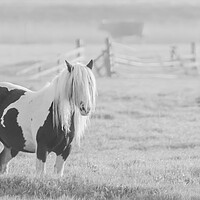 Buy canvas prints of Horse in the mist  by Dorringtons Adventures