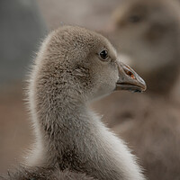 Buy canvas prints of Baby geese by Dorringtons Adventures