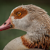 Buy canvas prints of Egyptian goose by Dorringtons Adventures