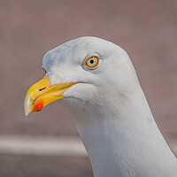 Buy canvas prints of Seagull  by Dorringtons Adventures