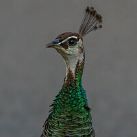 Buy canvas prints of Colourful peacock by Dorringtons Adventures