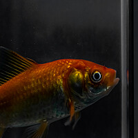 Buy canvas prints of Gold fish by Dorringtons Adventures