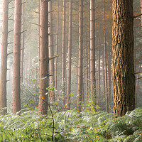 Buy canvas prints of Foggy trees by Dorringtons Adventures