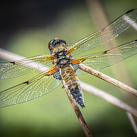 Buy canvas prints of Dragonfly by Dorringtons Adventures