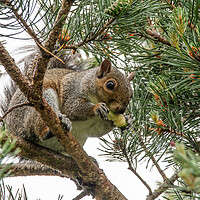 Buy canvas prints of A squirrel on a tree branch by Dorringtons Adventures