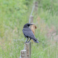 Buy canvas prints of Crow perched on a fence  by Dorringtons Adventures