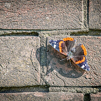 Buy canvas prints of Butterfly wall by Dorringtons Adventures