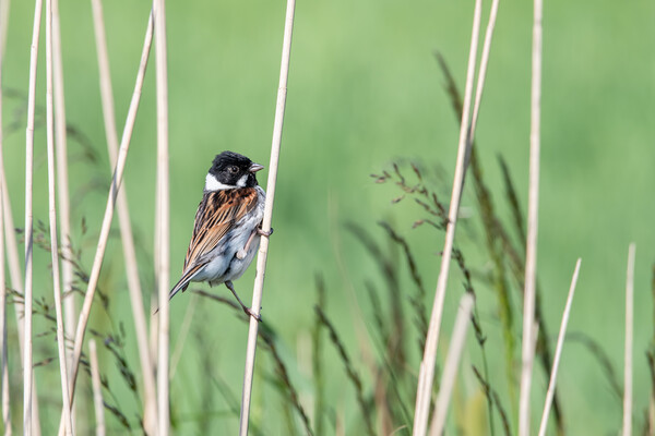 Bird in the reeds  Picture Board by Dorringtons Adventures