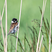 Buy canvas prints of Bird in the reeds  by Dorringtons Adventures