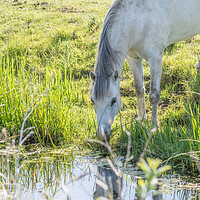 Buy canvas prints of A horse and his reflection  by Dorringtons Adventures