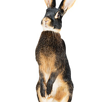 Buy canvas prints of The curiosity of a hare  by Shelley Kettle