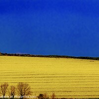 Buy canvas prints of Rapeseed  by Ian Stone